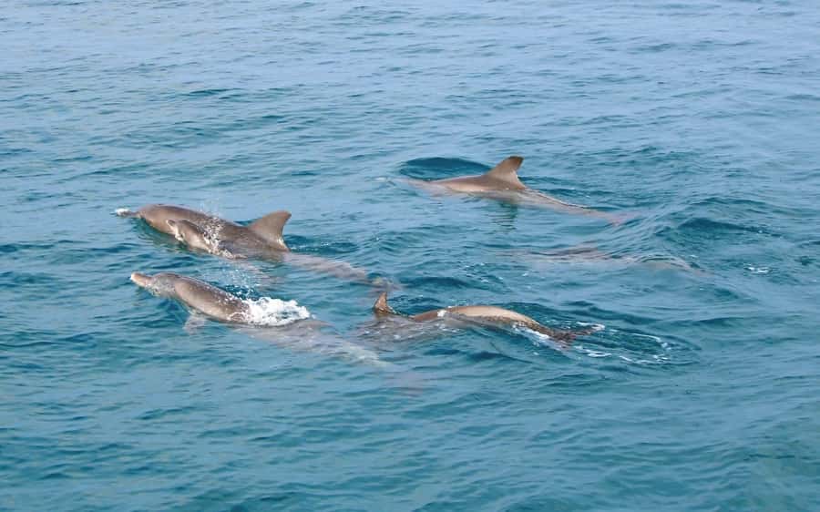 Phuket: Racha Islands Premium Tour with Snorkel & Lunch - Is $96 good value?