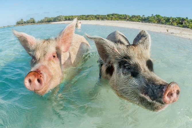 Pig Island Experience By Speed Boat, Snorkeling, Kayaking Relaxing on the Beach - Lunch on the beach