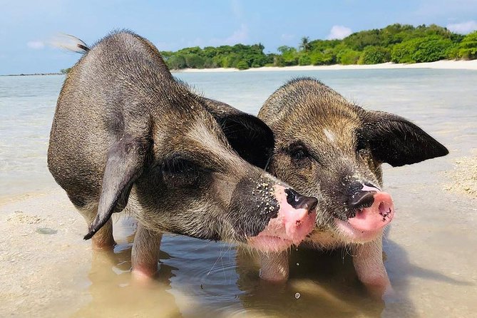 Pig Island Experience By Speed Boat, Snorkeling, Kayaking Relaxing on the Beach - Crew, guides, and the group size question