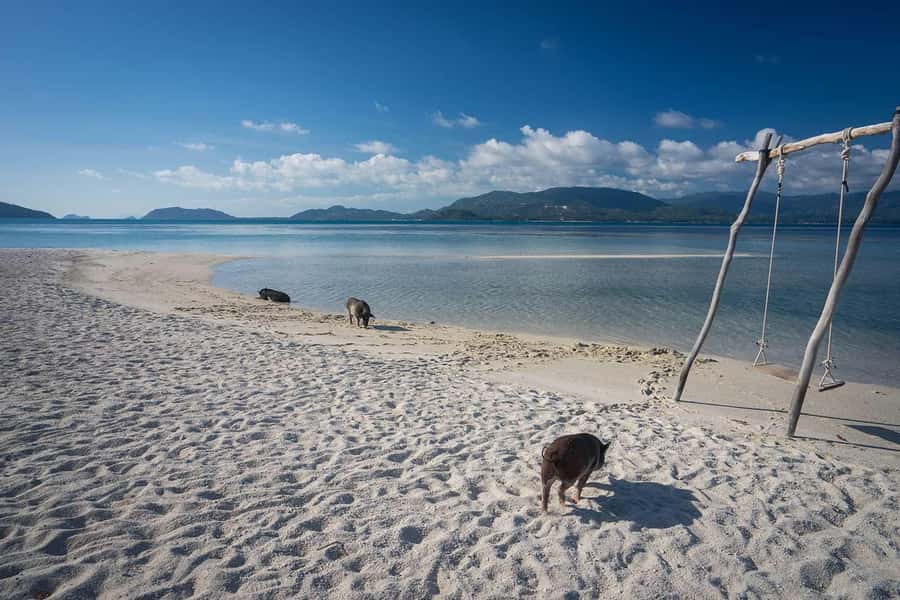 Pig Island(Koh Mudsum) and Koh Tan Half Day Snorkeling Tour - What this Koh Mudsum and Koh Tan trip is really like