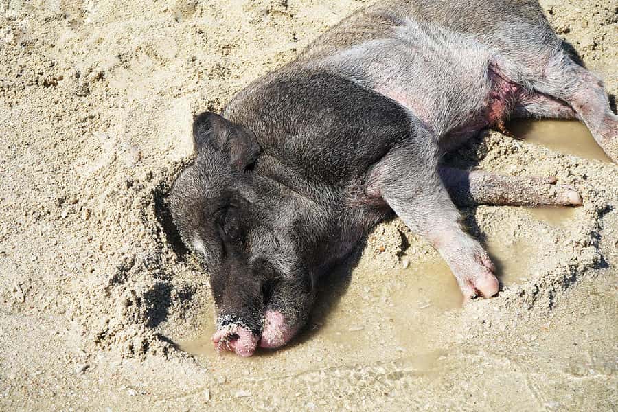 Pig Island(Koh Mudsum) and Koh Tan Half Day Snorkeling Tour - Koh Mudsum, where the pigs steal the show