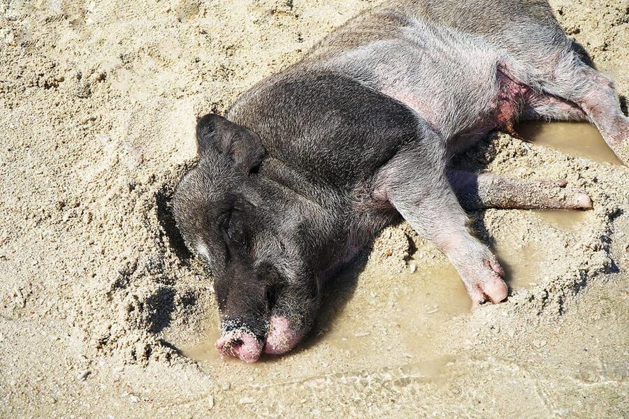 Pig Island(Koh Mudsum) and Koh Tan Half Day Snorkeling Tour - Timing, pickup, and the practical details