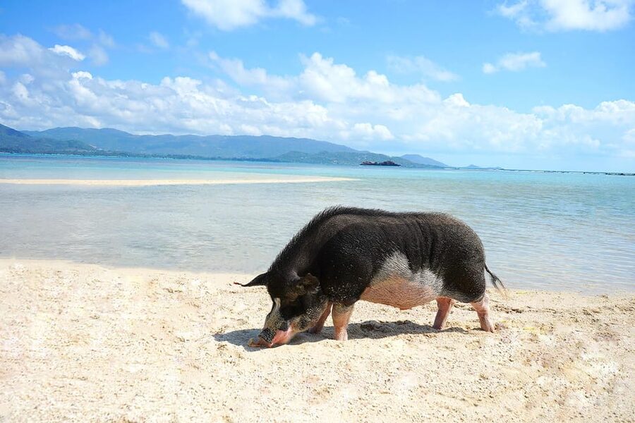 Pig Island(Koh Mudsum) and Koh Tan Half Day Snorkeling Tour - Should you book the Koh Mudsum and Koh Tan tour?