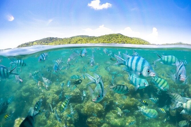 Pig Island Tour by Speedboat with Snorkeling - What the $58.70 price really covers