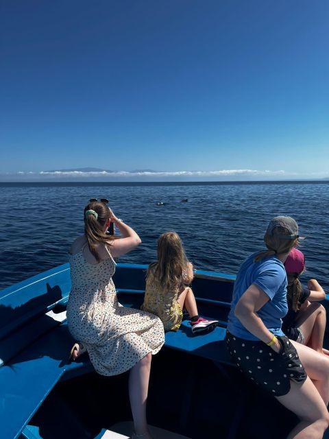 Pizzo: Fishing, Snorkeling, Dolphin Watching - Searching for dolphins in the open sea