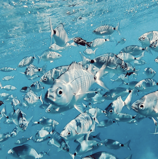 Port de Sóller: Snorkeling Tour with Professional Guide - What you may see below the surface