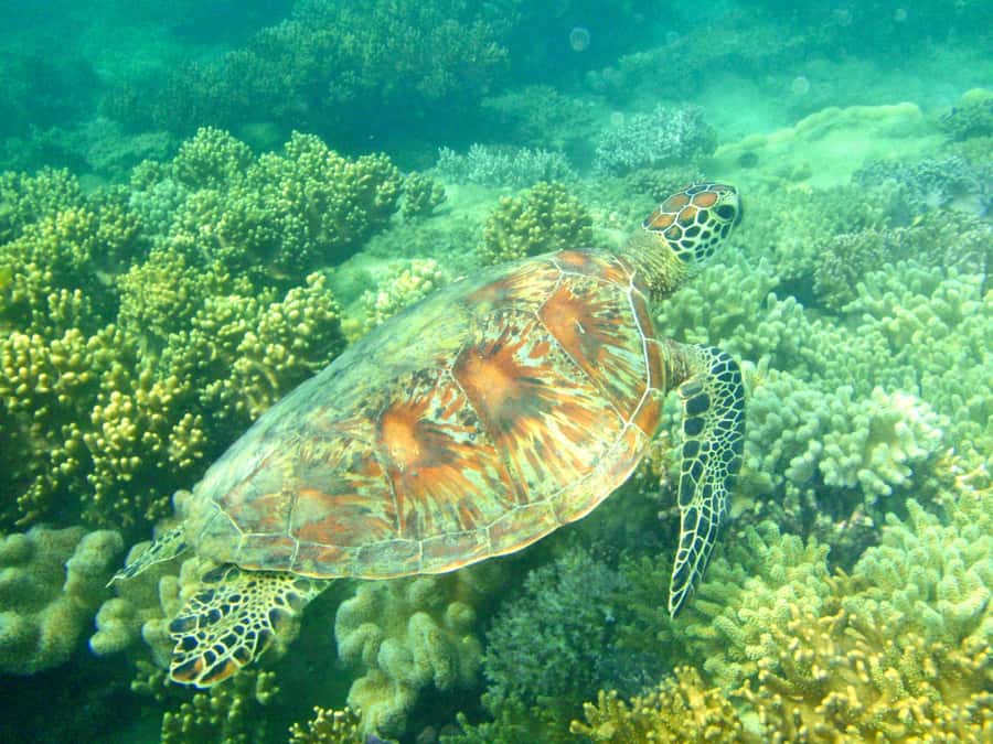Port Douglas: Half-Day Low Island and Lagoon Snorkeling Tour - Two hours on Low Island