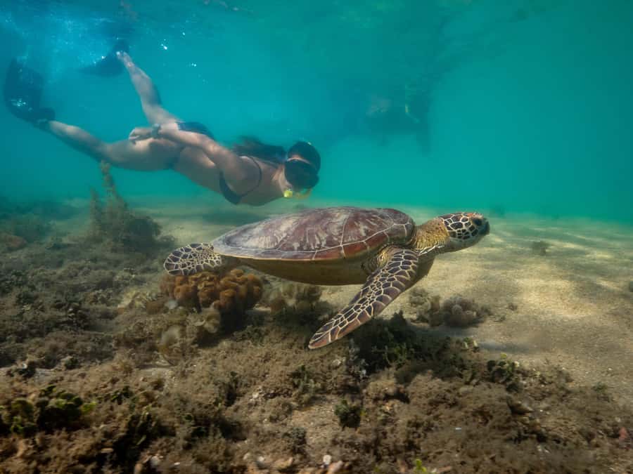 Port Douglas: Low Isles Glass Bottom Boat & Snorkeling Tour - Tea, muffins, and a practical half-day schedule
