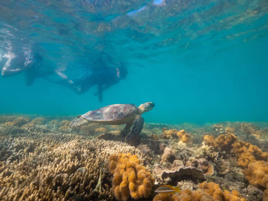 Port Douglas: Low Isles Glass Bottom Boat & Snorkeling Tour - Who will enjoy this trip most