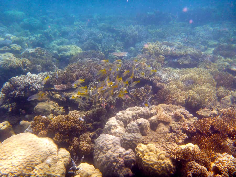 Port Douglas: Low Isles Reef Snorkeling Tour - Why Low Isles Works for a Short Reef Trip