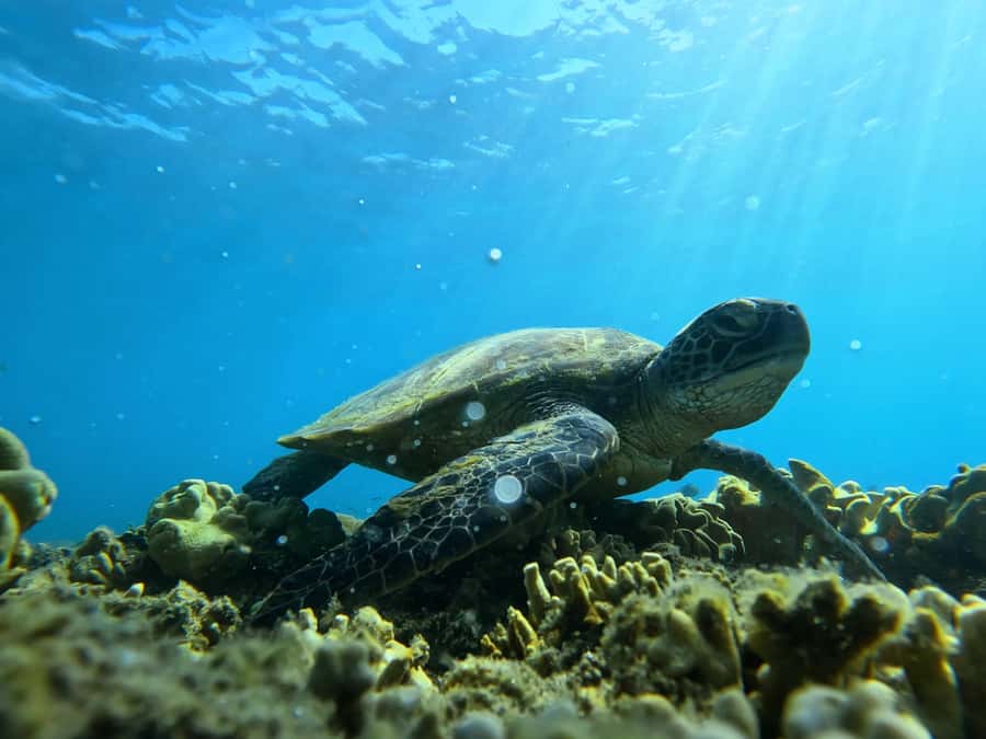 Port Douglas: Low Isles Reef Snorkeling Tour - Ninety Minutes at the Exclusive Mooring