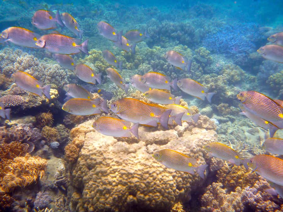 Port Douglas: Low Isles Reef Snorkeling Tour - Safety, Comfort, and Who Should Skip It