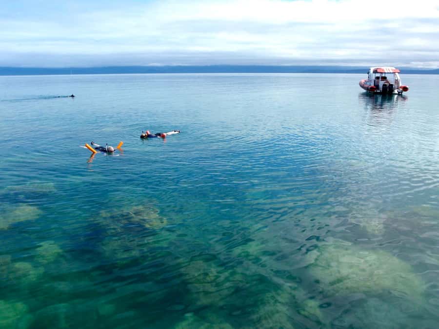 Port Douglas: Low Isles Reef Snorkeling Tour - Should You Book the Low Isles Reef Sprinter?