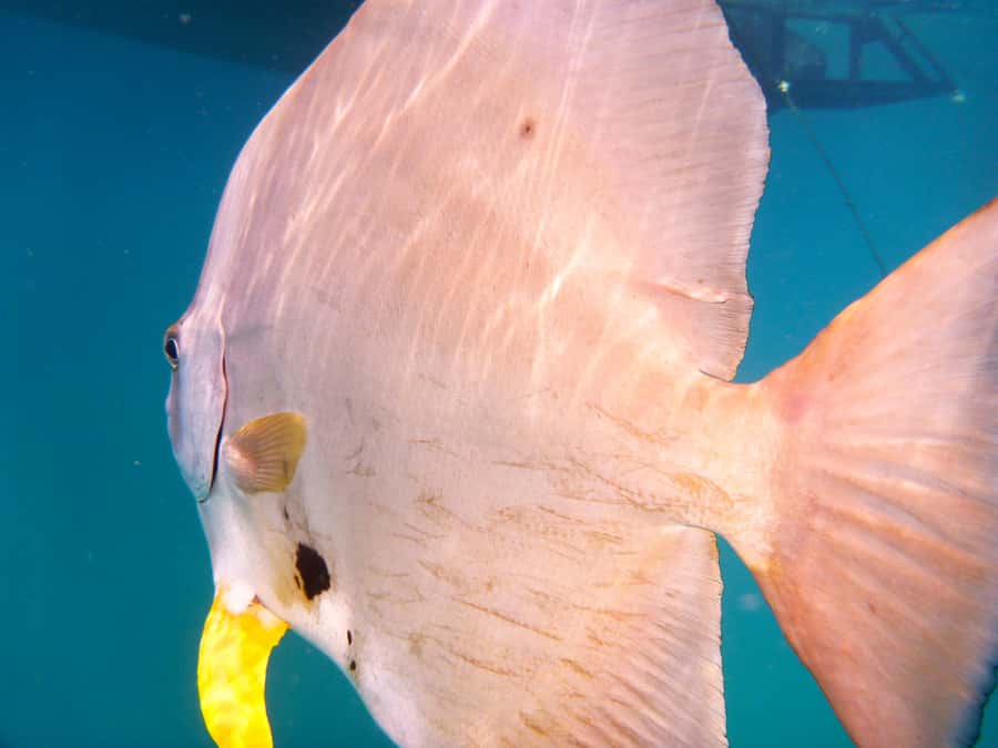Port Douglas: Low Isles Reef Snorkeling Tour - From 44 Wharf Street to the Reef