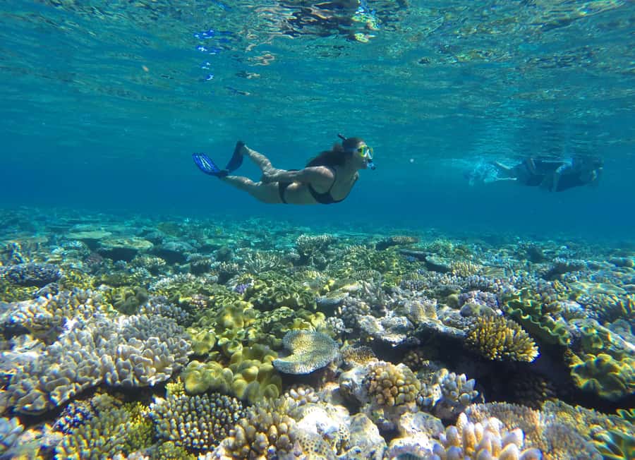 Port Douglas: Outer Barrier Reef Snorkel and Dive Options - The first reef stop: your introduction to the day