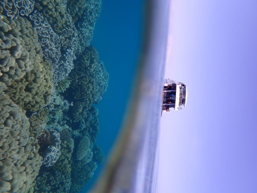 Port Douglas: Outer Great Barrier Reef Snorkeling Cruise - Lunch, tea, and a reef lesson