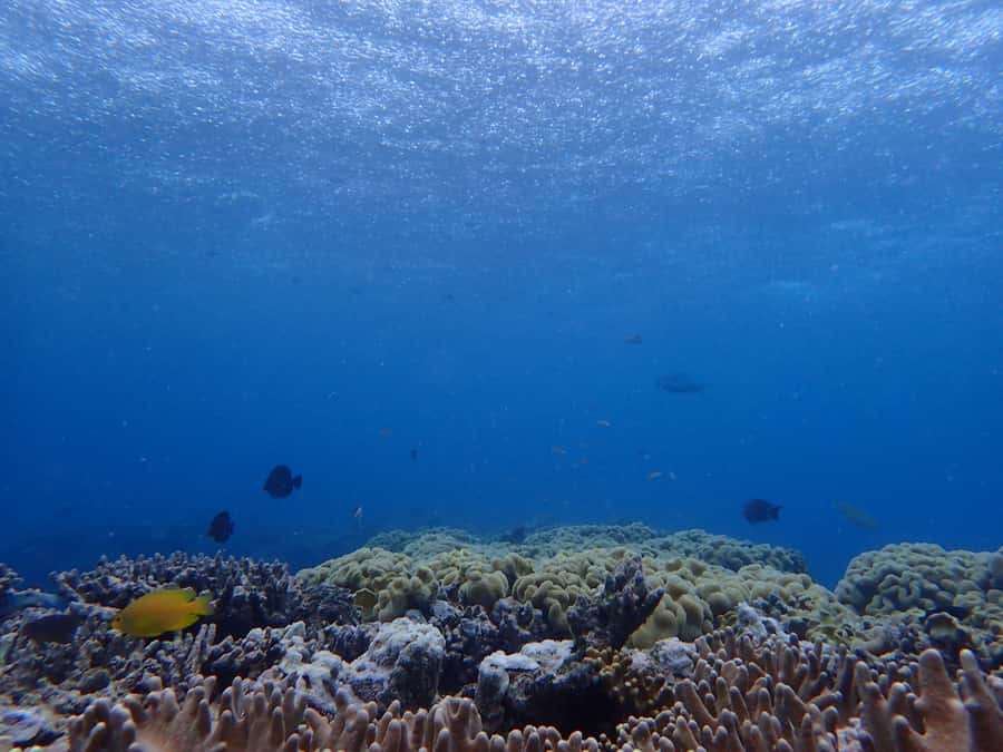 Port Douglas: Outer Great Barrier Reef Snorkeling Cruise - Who will enjoy Wavelength most