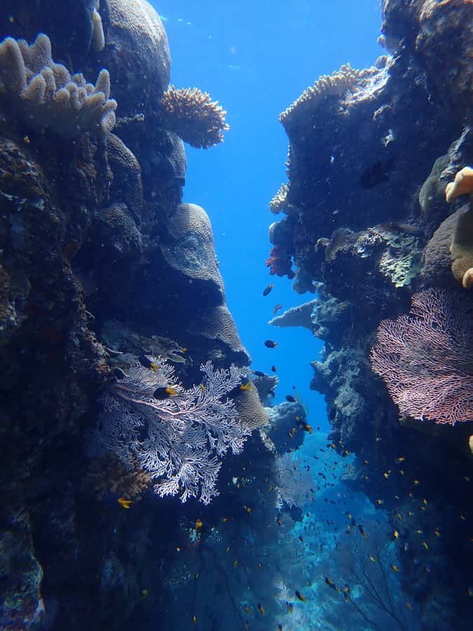 Port Douglas: Outer Great Barrier Reef Snorkeling Cruise - Your first Outer Reef session