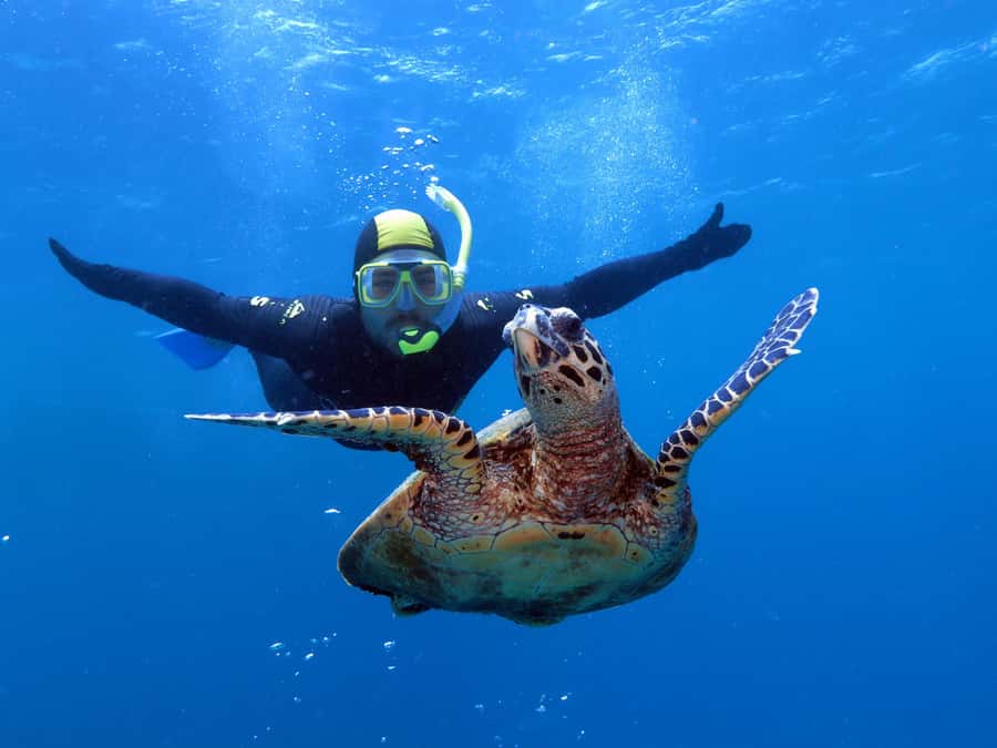 Port Douglas: Poseidon Outer Barrier Reef Dive and Snorkel - Why the Agincourt Ribbon Reefs make this trip worthwhile