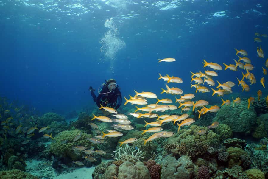 Port Douglas: Poseidon Outer Barrier Reef Dive and Snorkel - First reef stop: getting comfortable in the water