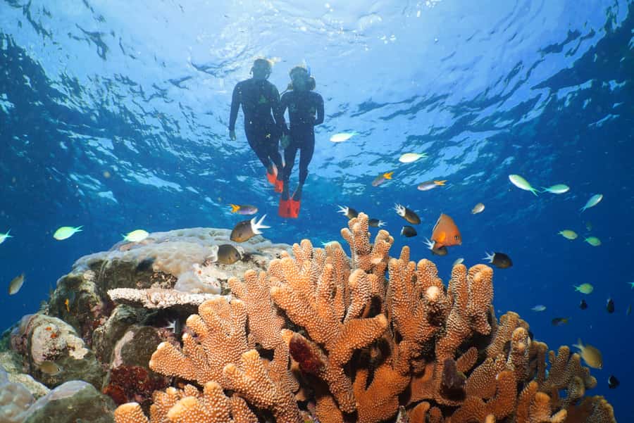 Port Douglas: Silversonic Great Barrier Reef Dive & Snorkel - Key points to know before you book
