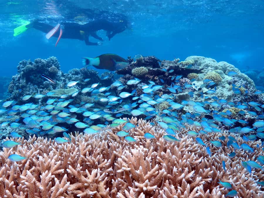 Port Douglas: Silversonic Great Barrier Reef Dive & Snorkel - Why Agincourt Reef makes this a serious reef day
