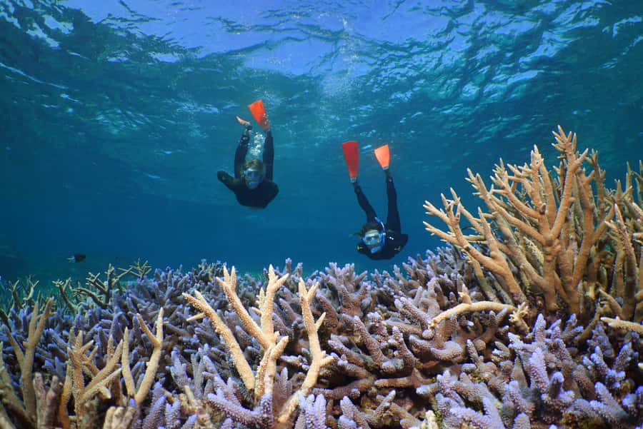 Port Douglas: Silversonic Great Barrier Reef Dive & Snorkel - Marine life, visibility, and realistic expectations