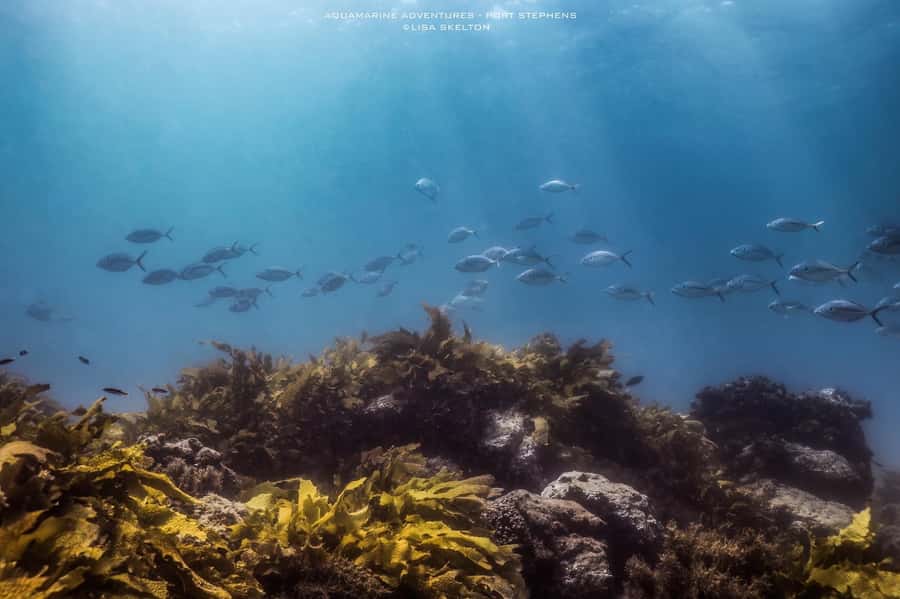 Port Stephens: Port Stephens Island Snorkel Adventure Cruise - Wildlife, from wobbegongs to dolphins