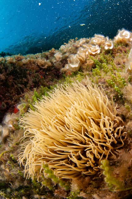 Porto Santo Stefano: Snorkeling Day Trip with Lunch - Giannutri Island: volcanic rock and shallow coral life