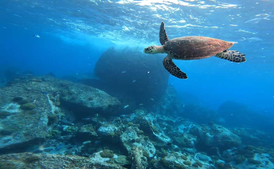 Praslin: Curieuse & St-Pierre Boat Adventure with Snorkeling - Transport, boat staff, and the human side of the trip