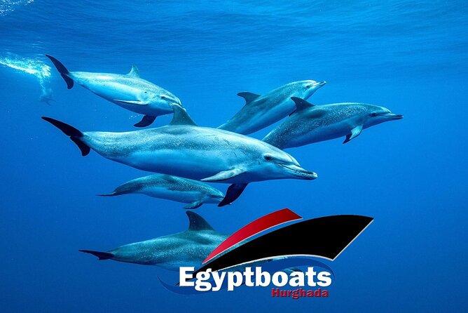 PRIVATE! | 4-hour Speed Boat Trip | Swim With Dolphins, Snorkeling & Island - Why a private boat changes the day