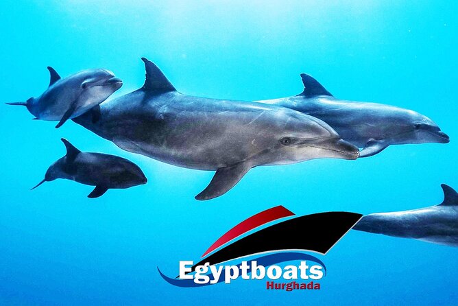 PRIVATE! | 4-hour Speed Boat Trip | Swim With Dolphins, Snorkeling & Island - Carless Reef: your first look below the surface