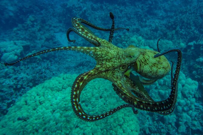 Private Big Island Snorkeling - Why the private format matters