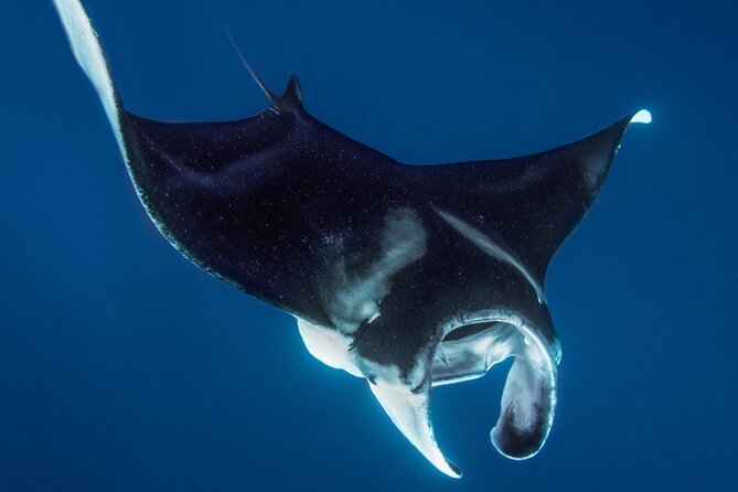 Private Big Island Snorkeling - Captain G, stories, and the human side of the trip