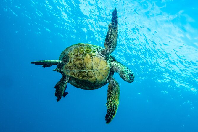 Private Big Island Snorkeling - Weather, participation, and what to plan for