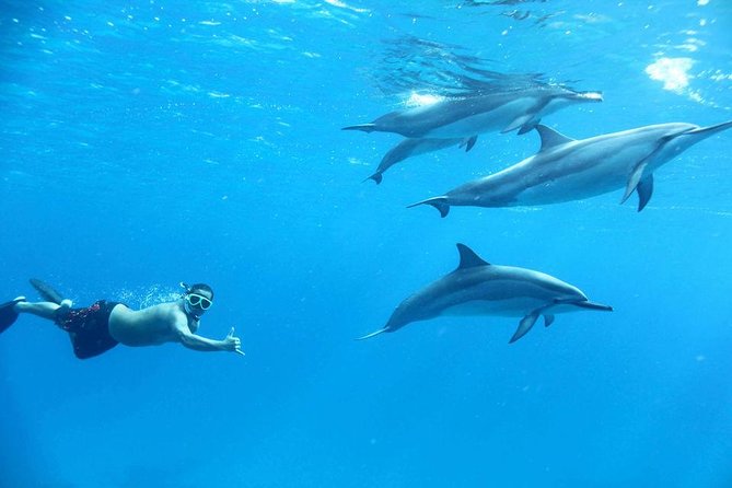 Private Dolphin House Boat Tour with Snorkeling & Lunch– Hurghada - Choosing between Dolphin House and Giftun Island