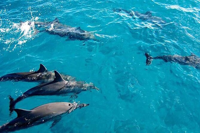 Private Dolphin Tour and Snorkeling at Mnemba Island reef - Five things to know before you book