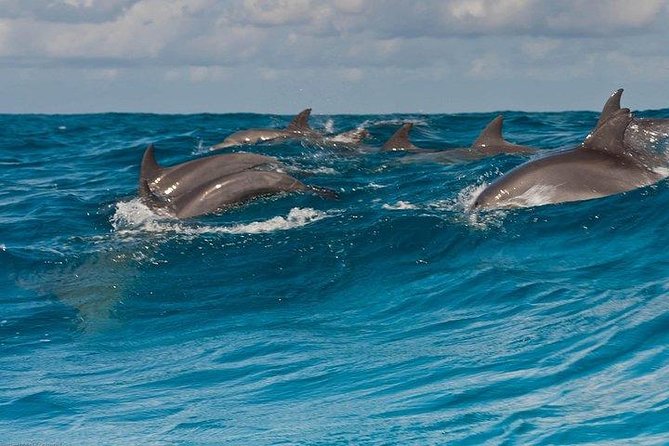 Private Dolphin Tour and Snorkeling at Mnemba Island reef - Snorkeling at Mnemba Island Reef