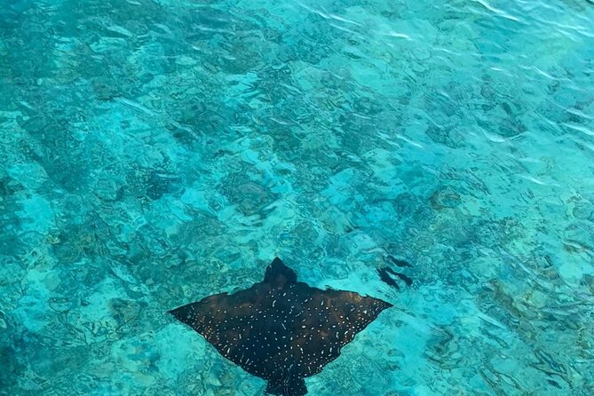 Private Dolphin Tour and Snorkeling at Mnemba Island reef - The service record: excellent for some, uneven for others
