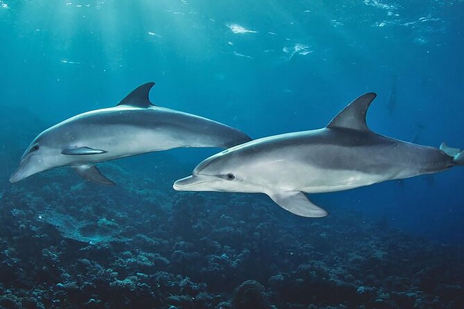 Private Dolphin Tour and Snorkeling at Mnemba Island reef - Looking for wild dolphins near Mnemba Island
