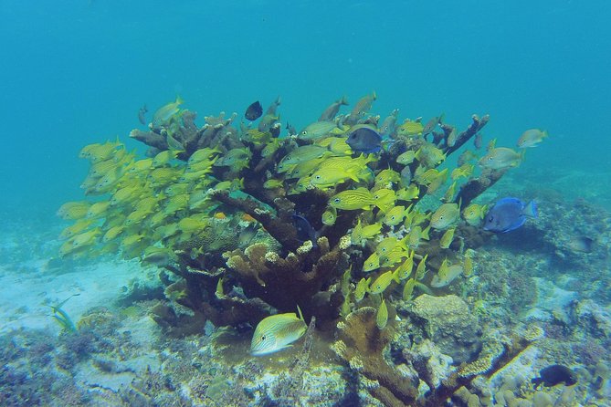 Private Escape: Isla Contoy & Isla Mujeres with Snorkeling - Guides, Flexibility, and the Human Side