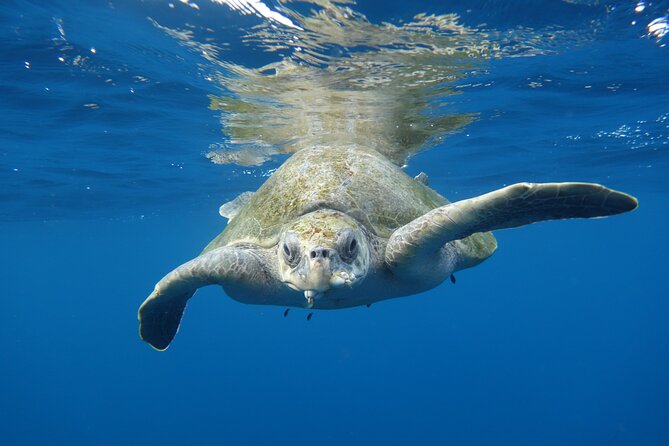 Private Guided Snorkeling in Cabo San Lucas - Snorkeling with guidance matched to your group