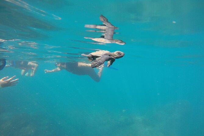 Private Guided Snorkeling in Cabo San Lucas - El Arco gives the outing its signature moment