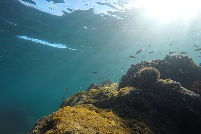 Private Guided Snorkeling in Cabo San Lucas - Timing, weather, and the practical fine print