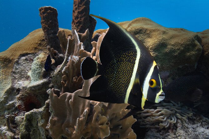 Private Half day REVOLVE Boat & Snorkeling tour in Bonaire - Sea Scooters Add a Different Kind of Fun