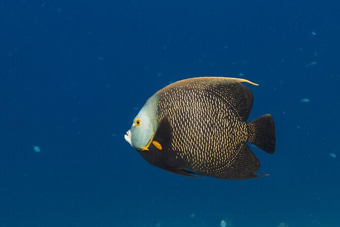 Private Half day REVOLVE Boat & Snorkeling tour in Bonaire - Service From Robert and Elora