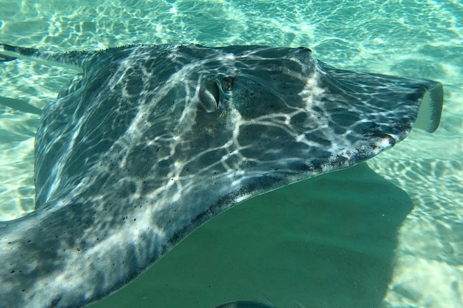 Private Half Day Stingray City, Snorkeling and Starfish Beach Tour - The Private Price: Best for Groups
