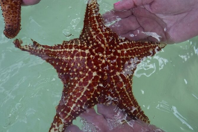 Private Half Day Stingray City, Snorkeling and Starfish Beach Tour - Starfish Beach for a Slower Finish
