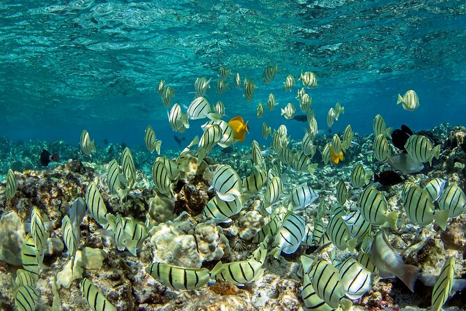 Private Kealakekua Bay Captain Cook Snorkeling - Key points to know before booking
