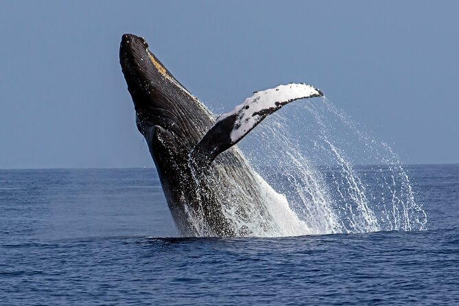 Private Kealakekua Bay Captain Cook Snorkeling - What the $1,461 price really buys